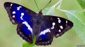 Purple Emporer Butterfly